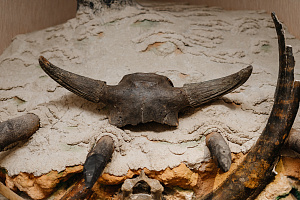 Фрагмент черепа бизона. Bison Рriscus Longicornis. Четвертичный период. Найден на реке Ишим.