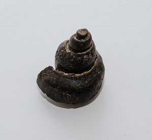 Раковина Брахиоподы окаменелая.  Мезозойская эра, юра. Найдена в 1994 году на реке Аят, с. Тарановское, Кустанайская область.